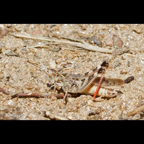 <i>Dociostaurus maroccanus</i> (Thunberg, 1815) © S. Richaud