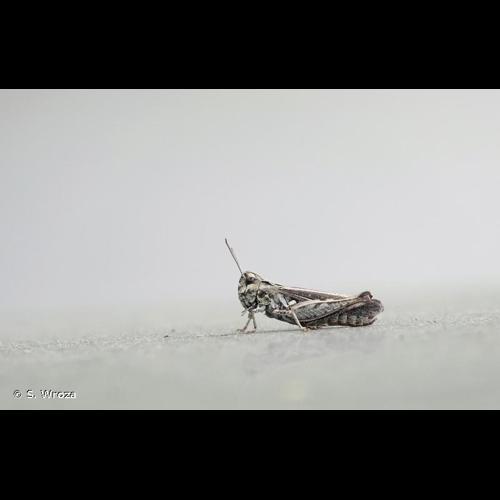 <i>Omocestus raymondi</i> (Yersin, 1863) &copy; S. Wroza