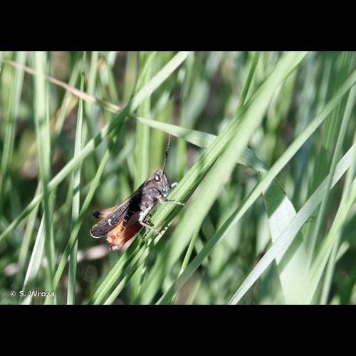 <i>Omocestus rufipes</i> (Zetterstedt, 1821) &copy; S. Wroza