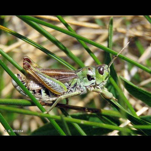 <i>Gomphocerus sibiricus</i> (Linnaeus, 1767) © S. Wroza