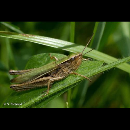 <i>Chorthippus albomarginatus</i> (De Geer, 1773) © S. Richaud