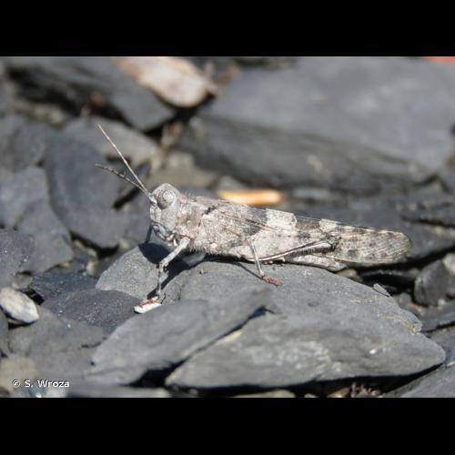 <i>Sphingonotus caerulans caerulans</i> (Linnaeus, 1767) © S. Wroza