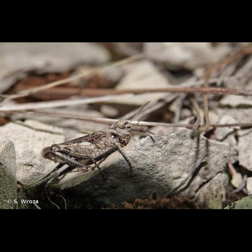 <i>Acrotylus fischeri</i> Azam, 1901 © S. Wroza