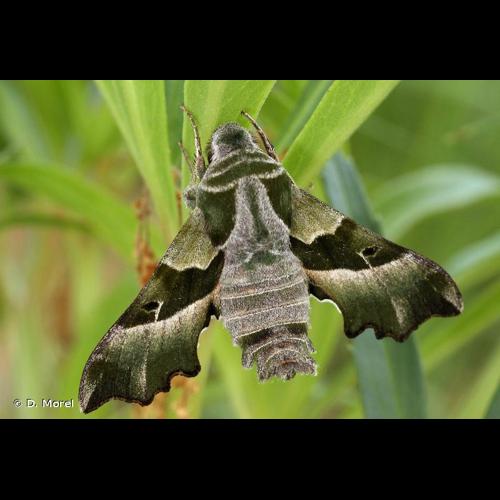 <i>Proserpinus proserpina</i> (Pallas, 1772) &copy; D. Morel