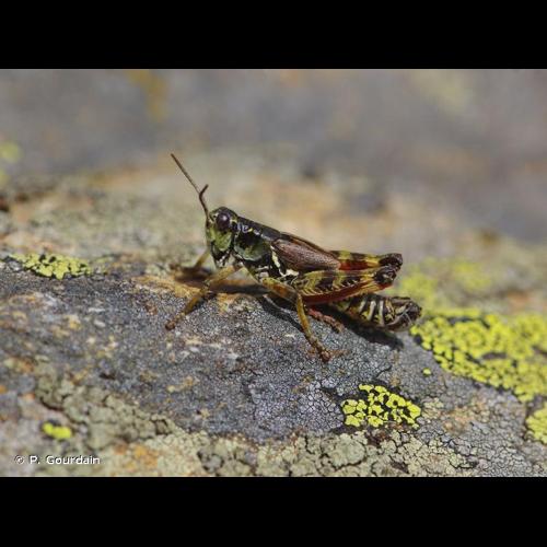<i>Melanoplus frigidus</i> (Boheman, 1846) © P. Gourdain