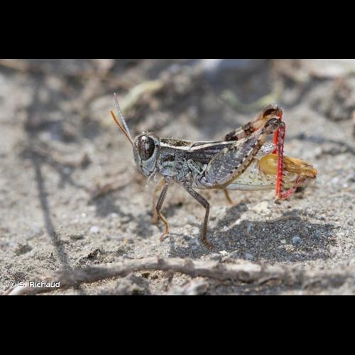 <i>Calliptamus siciliae</i> Ramme, 1927 © S. Richaud