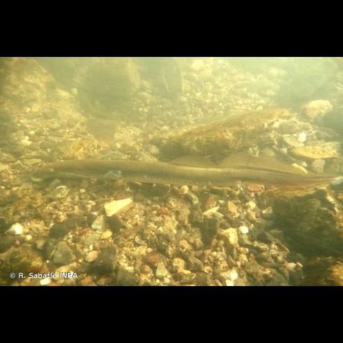 <i>Lampetra fluviatilis</i> (Linnaeus, 1758) © R. Sabatié INRA