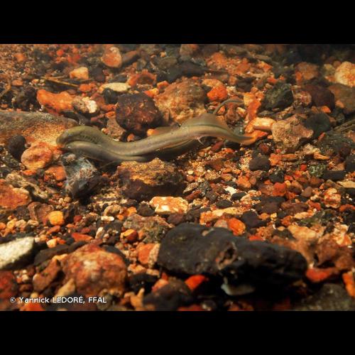 <i>Lampetra planeri</i> (Bloch, 1784) &copy; Yannick LEDORÉ, FFAL