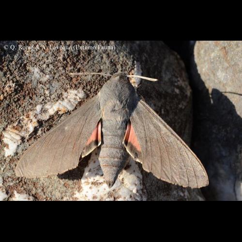 <i>Hyles vespertilio</i> (Esper, 1780) © Q. ROME & A. LEVEQUE (Entomo Fauna)