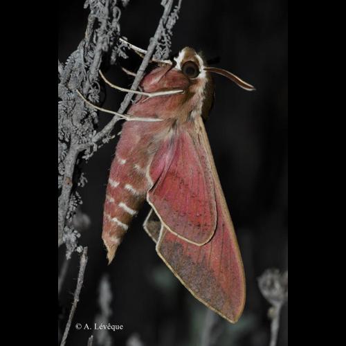 <i>Hyles euphorbiae</i> (Linnaeus, 1758) © A. Lévêque