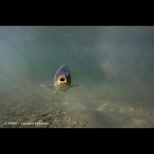 <i>Cyprinus carpio</i> Linnaeus, 1758 &copy; FNPF - Laurent Madelon