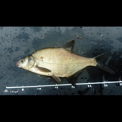 <i>Abramis brama</i> (Linnaeus, 1758) © T. Lauga