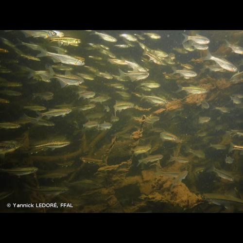 <i>Alburnoides bipunctatus</i> (Bloch, 1782) © Yannick LEDORÉ, FFAL