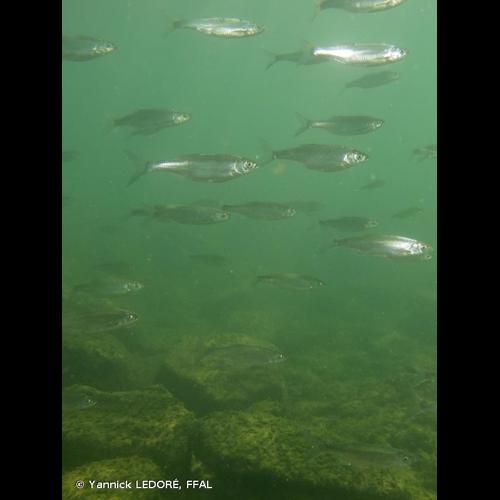 <i>Alburnus alburnus</i> (Linnaeus, 1758) © Yannick LEDORÉ, FFAL