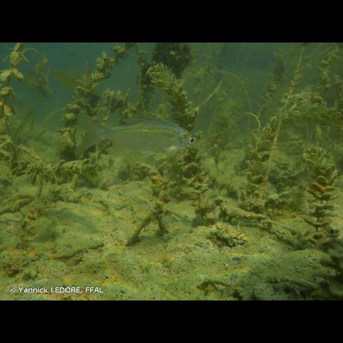 <i>Blicca bjoerkna</i> (Linnaeus, 1758) © Yannick LEDORÉ, FFAL