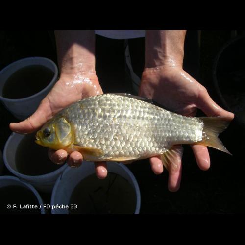 <i>Carassius carassius</i> (Linnaeus, 1758) © F. Lafitte / FD pêche 33