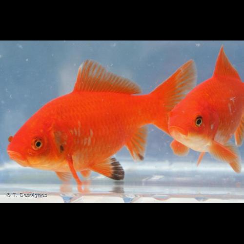 <i>Carassius auratus</i> (Linnaeus, 1758) © T. Desvignes