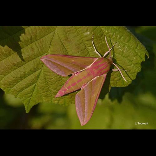 <i>Deilephila elpenor</i> (Linnaeus, 1758) © J. Touroult