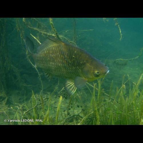 <i>Carassius gibelio</i> (Bloch, 1782) &copy; Yannick LEDORÉ, FFAL
