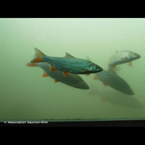 <i>Chondrostoma nasus</i> (Linnaeus, 1758) © Association Saumon-Rhin