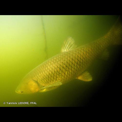 <i>Ctenopharyngodon idella</i> (Valenciennes, 1844) &copy; Yannick LEDORÉ, FFAL