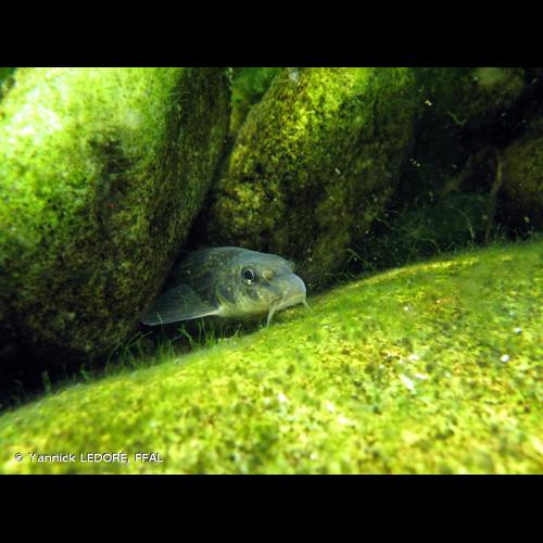 <i>Gobio gobio</i> (Linnaeus, 1758) © Yannick LEDORÉ, FFAL