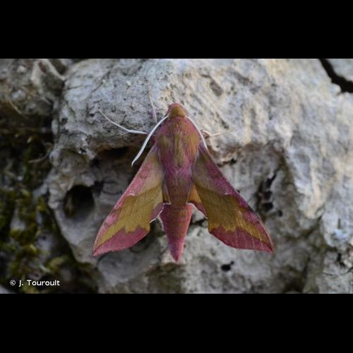 <i>Deilephila porcellus</i> (Linnaeus, 1758) © J. Touroult