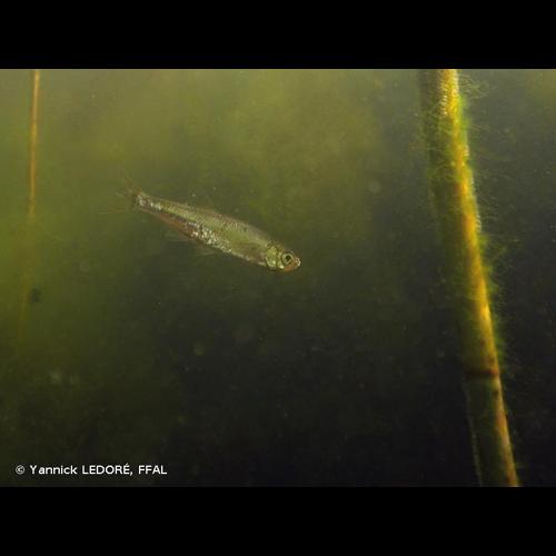 <i>Leucaspius delineatus</i> (Heckel, 1843) &copy; Yannick LEDORÉ, FFAL