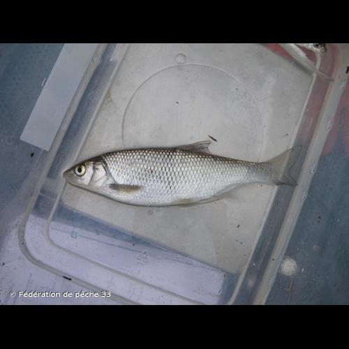 <i>Leuciscus burdigalensis</i> Valenciennes <i>in</i> Cuvier & Valenciennes, 1844 © Fédération de pêche 33