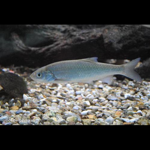 <i>Leuciscus leuciscus</i> (Linnaeus, 1758) &copy; G. Denys (MNHN)