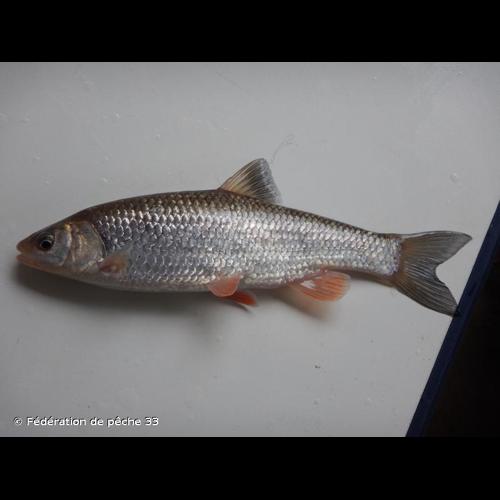 <i>Squalius cephalus</i> (Linnaeus, 1758) © Fédération de pêche 33