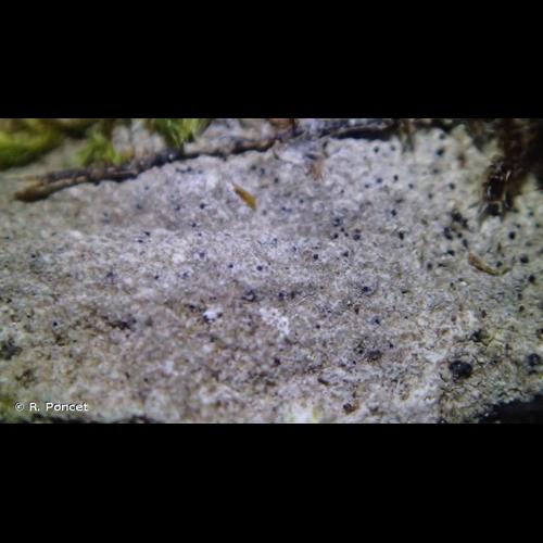 <i>Verrucaria muralis</i> Ach., 1803 © R. Poncet