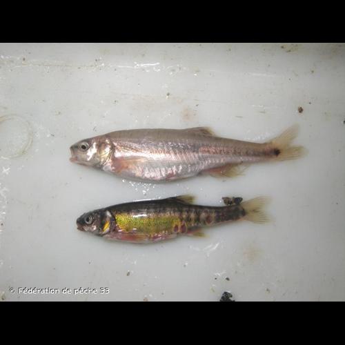 <i>Phoxinus phoxinus</i> (Linnaeus, 1758) &copy; Fédération de pêche 33