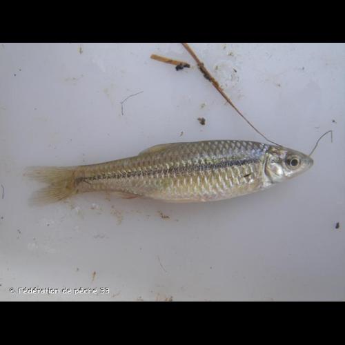 <i>Pseudorasbora parva</i> (Temminck & Schlegel, 1846) &copy; Fédération de pêche 33