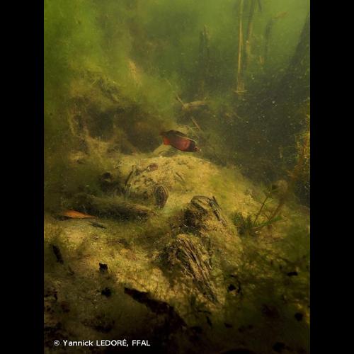 <i>Rhodeus amarus</i> (Bloch, 1782) © Yannick LEDORÉ, FFAL