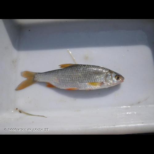 <i>Rutilus rutilus</i> (Linnaeus, 1758) © Fédération de pêche 33