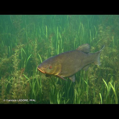 <i>Tinca tinca</i> (Linnaeus, 1758) © Yannick LEDORÉ, FFAL