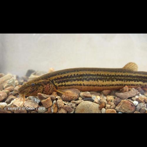 <i>Misgurnus fossilis</i> (Linnaeus, 1758) &copy; FRANTZ STORCK / OFB