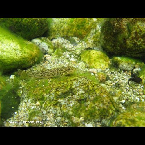 <i>Barbatula barbatula</i> (Linnaeus, 1758) © Yannick LEDORÉ, FFAL
