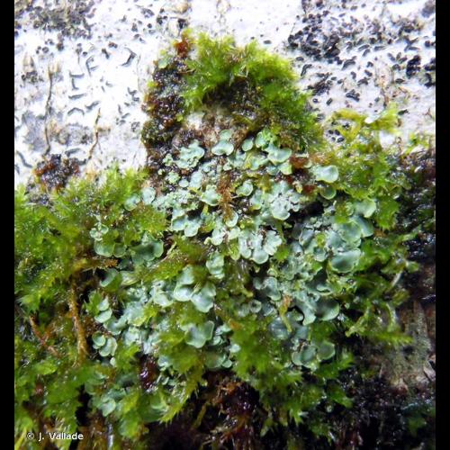 <i>Normandina pulchella</i> (Borrer) Nyl., 1861 © J. Vallade