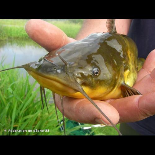 <i>Ameiurus melas</i> (Rafinesque, 1820) © Fédération de pêche 33