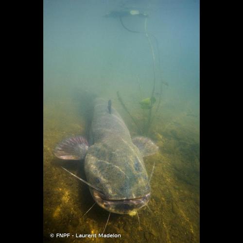 <i>Silurus glanis</i> Linnaeus, 1758 &copy; FNPF - Laurent Madelon