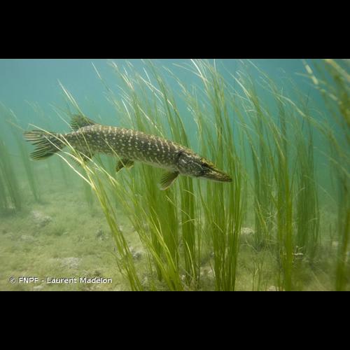 <i>Esox lucius</i> Linnaeus, 1758 © FNPF - Laurent Madelon