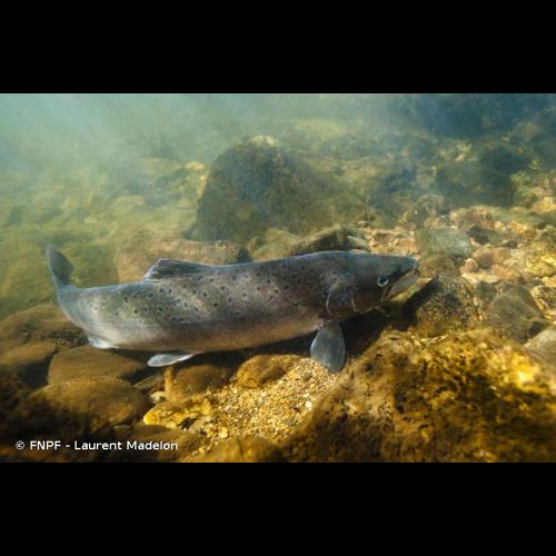 <i>Salmo salar</i> Linnaeus, 1758 &copy; FNPF - Laurent Madelon