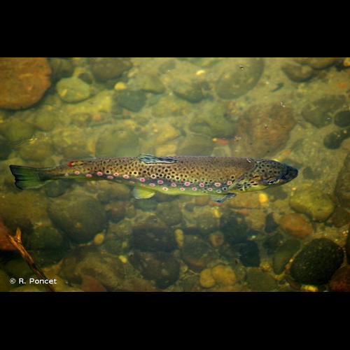<i>Salmo trutta</i> Linnaeus, 1758 © R. Poncet