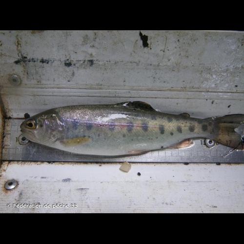 <i>Oncorhynchus mykiss</i> (Walbaum, 1792) &copy; Fédération de pêche 33