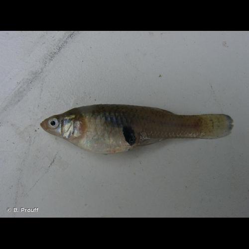 <i>Gambusia holbrooki</i> Girard [ex Agassiz], 1859 © B. Prouff