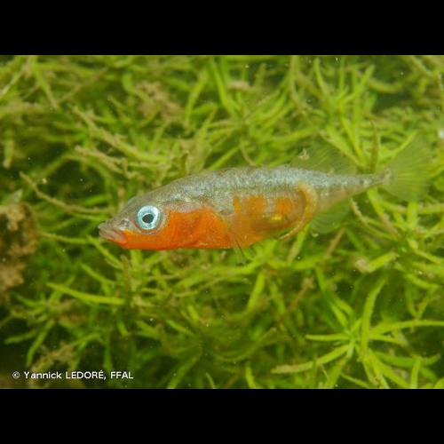 <i>Gasterosteus aculeatus</i> Linnaeus, 1758 © Yannick LEDORÉ, FFAL