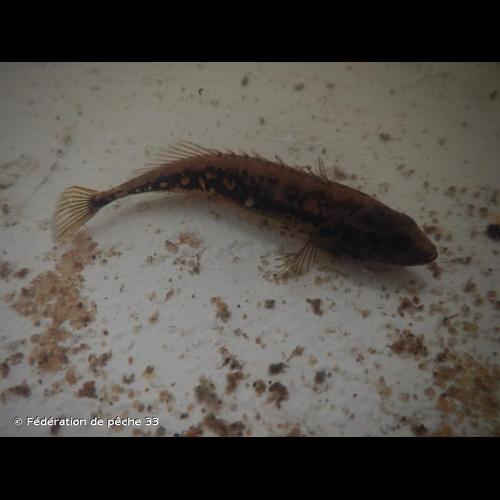 <i>Pungitius pungitius</i> (Linnaeus, 1758) © Fédération de pêche 33