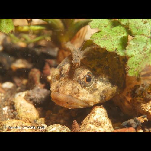 <i>Cottus gobio</i> Linnaeus, 1758 © Yannick LEDORÉ, FFAL